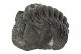 Wide, Enrolled Pedinopariops Trilobite - Mrakib, Morocco #125115-1